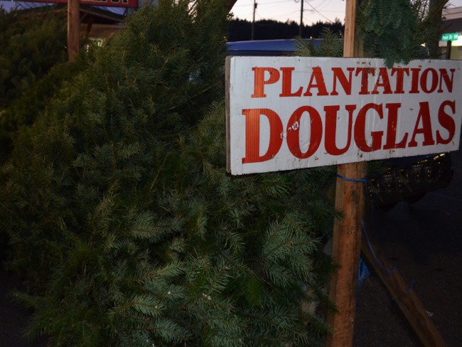 Plantation Douglas Fir Christmas Trees